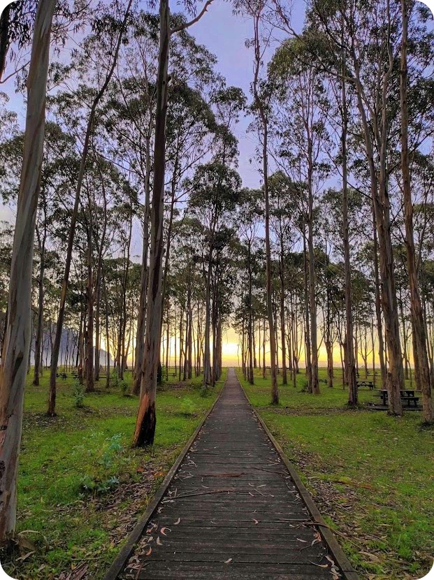 PLANES EN ASTURIAS, BOSQUE EN RODILES