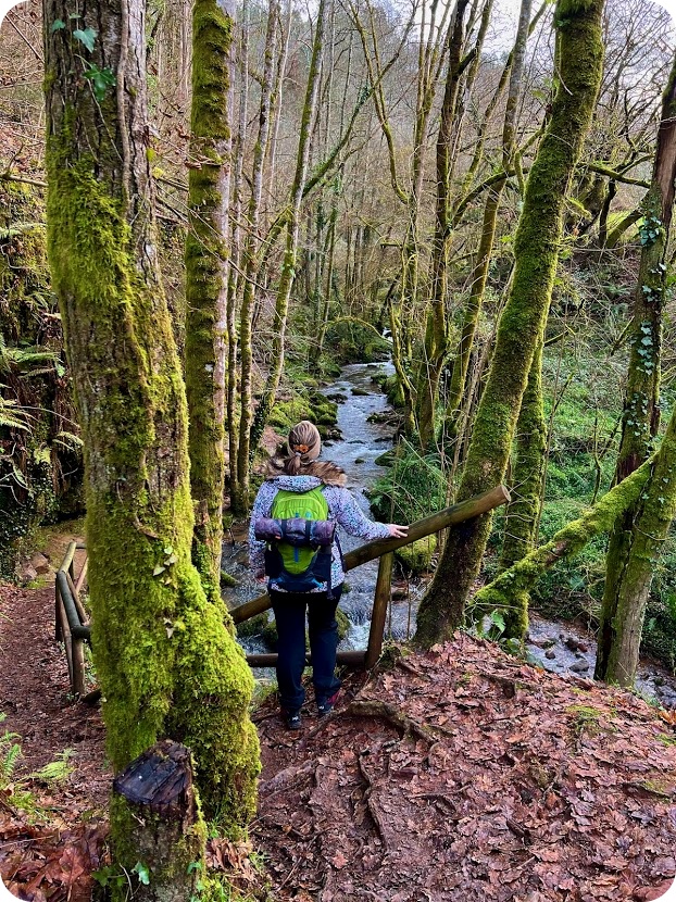 PLANES EN ASTURIAS, BOSQUE